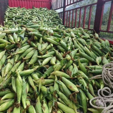 高山甜玉米新货上市，个大饱满，满顶无虫，品质市场排前