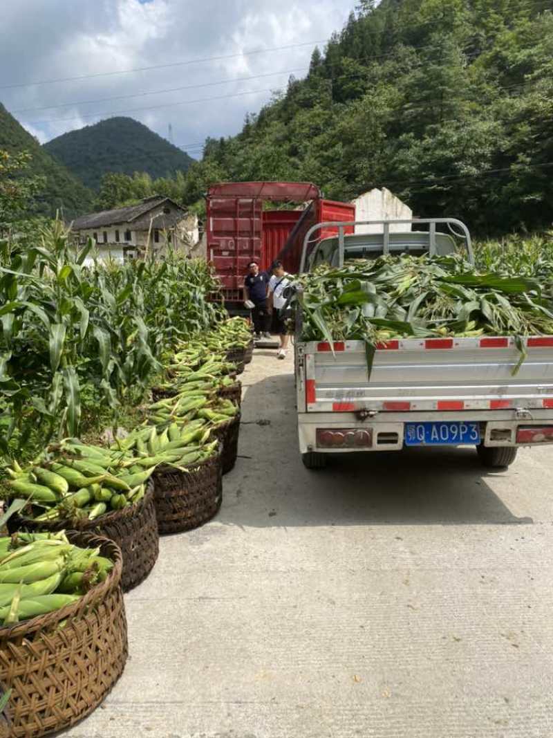 高山甜玉米新货上市，个大饱满，满顶无虫，品质市场排前