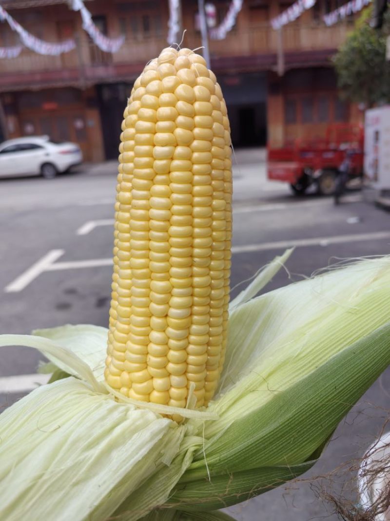 高山甜玉米新货上市，个大饱满，满顶无虫，品质市场排前
