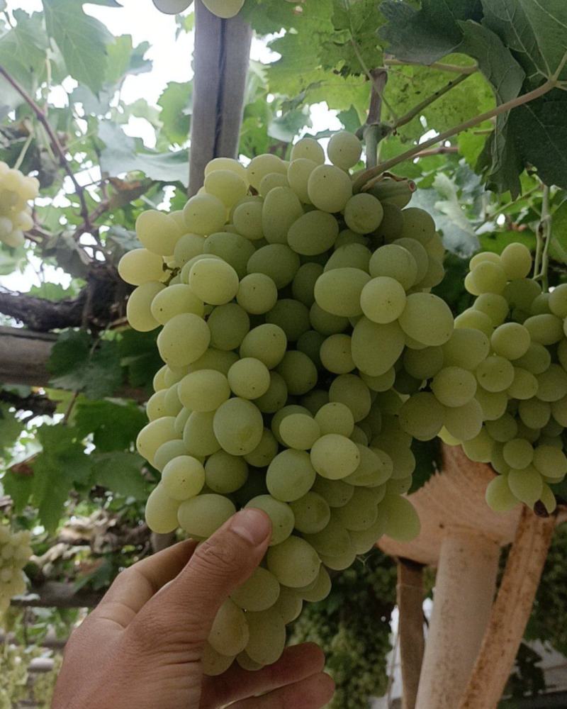 新疆轮台的葡萄