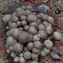 林下仿野生种植鲜鹿茸菇