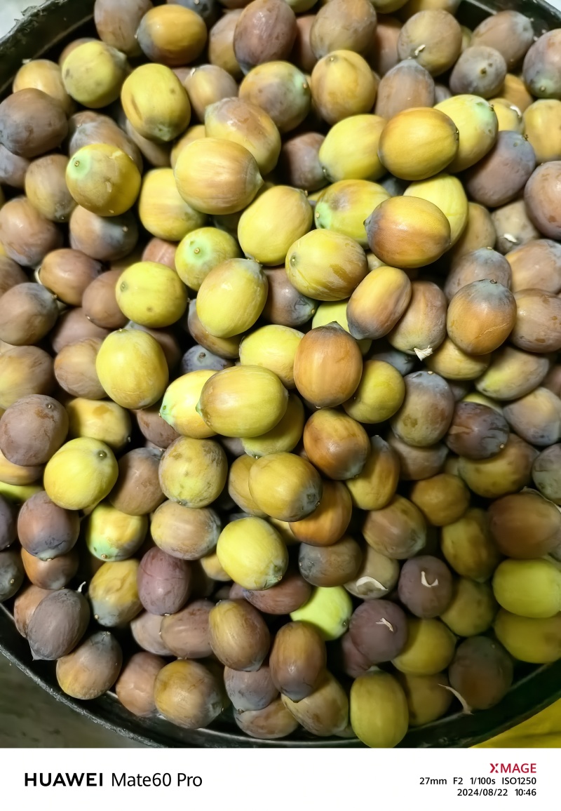 新鲜莲子