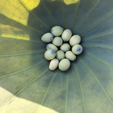 新鲜莲子