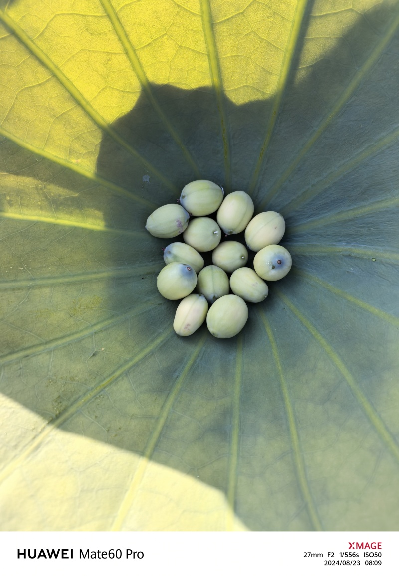 新鲜莲子
