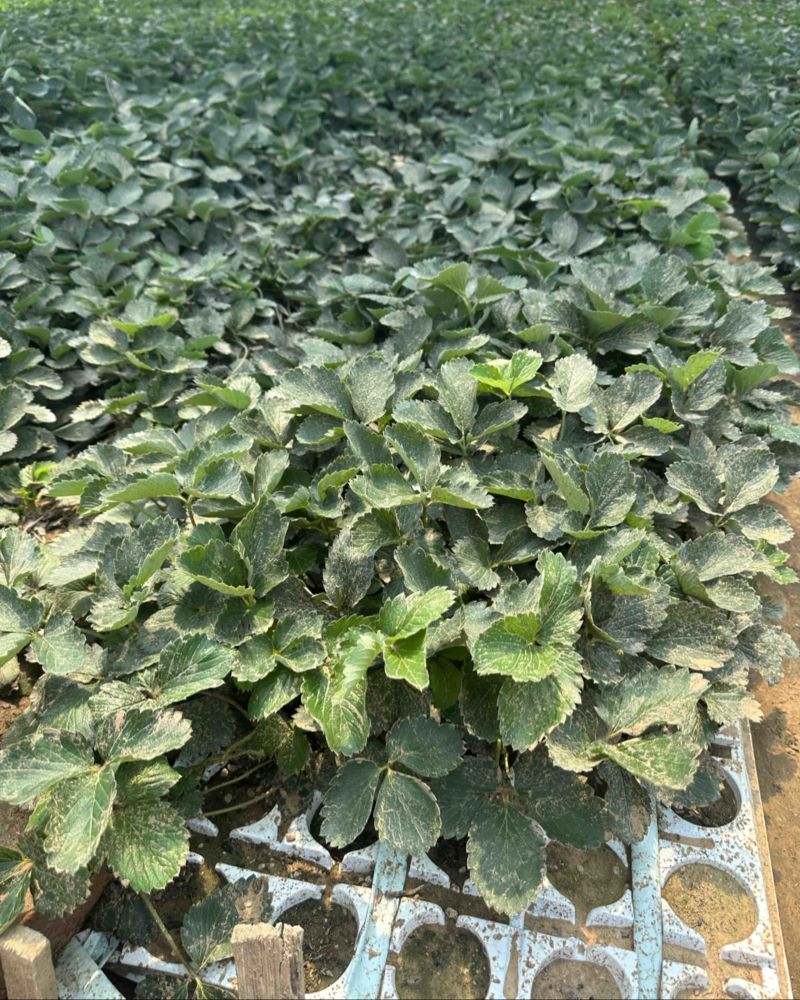 红颜穴盘苗。价格优惠