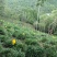茶叶
