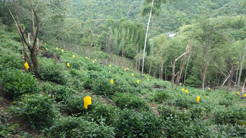 茶叶