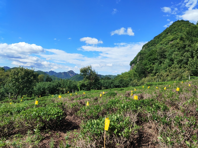 茶叶