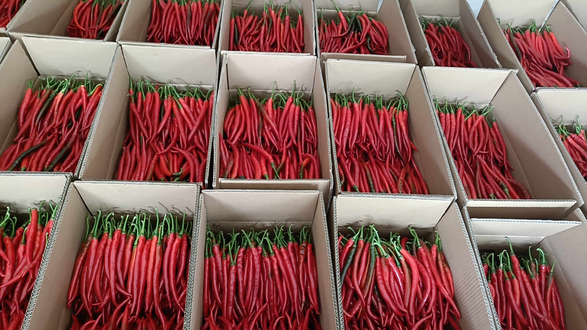 干辣椒冷冻保存示意图