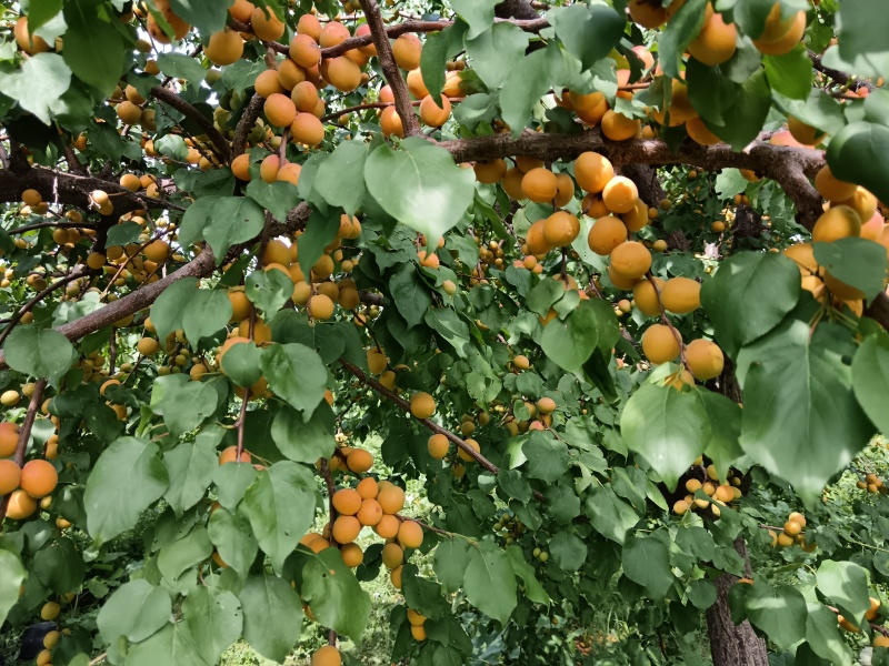 新疆伊犁吊杏干