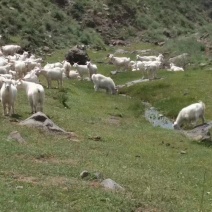 高品质山羊，草饲，山坡羊