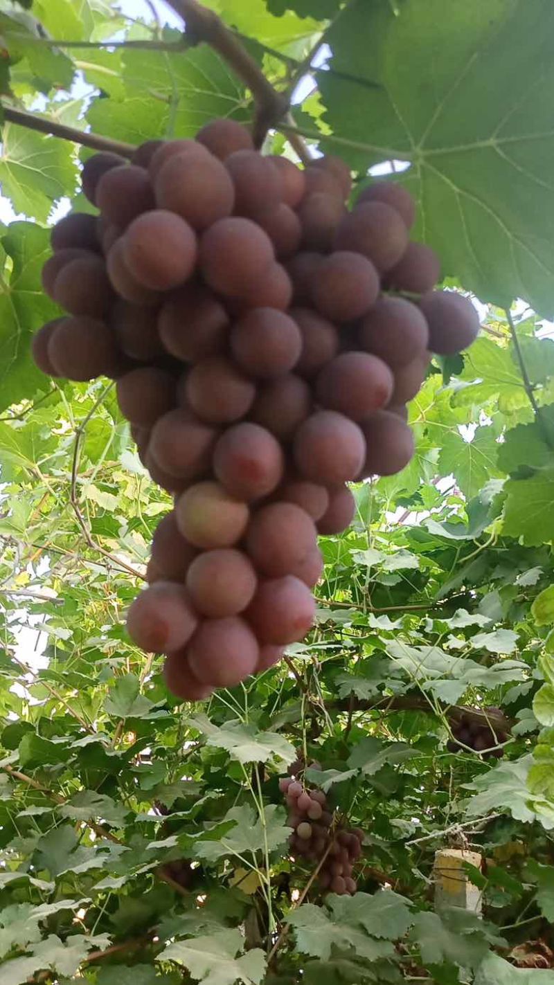 红提