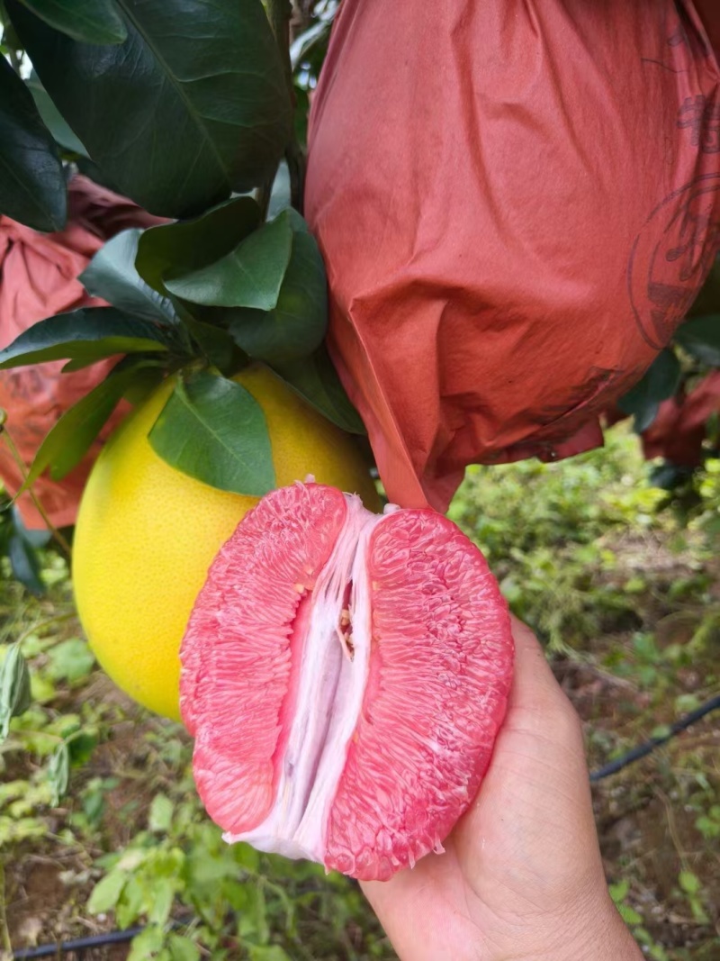 大量红心蜜柚供应，量大，市场果，电商果