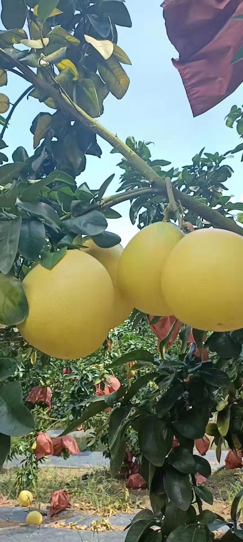 大量红心蜜柚供应，量大，市场果，电商果