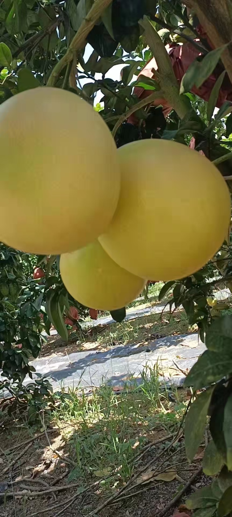 大量红心蜜柚供应，量大，市场果，电商果