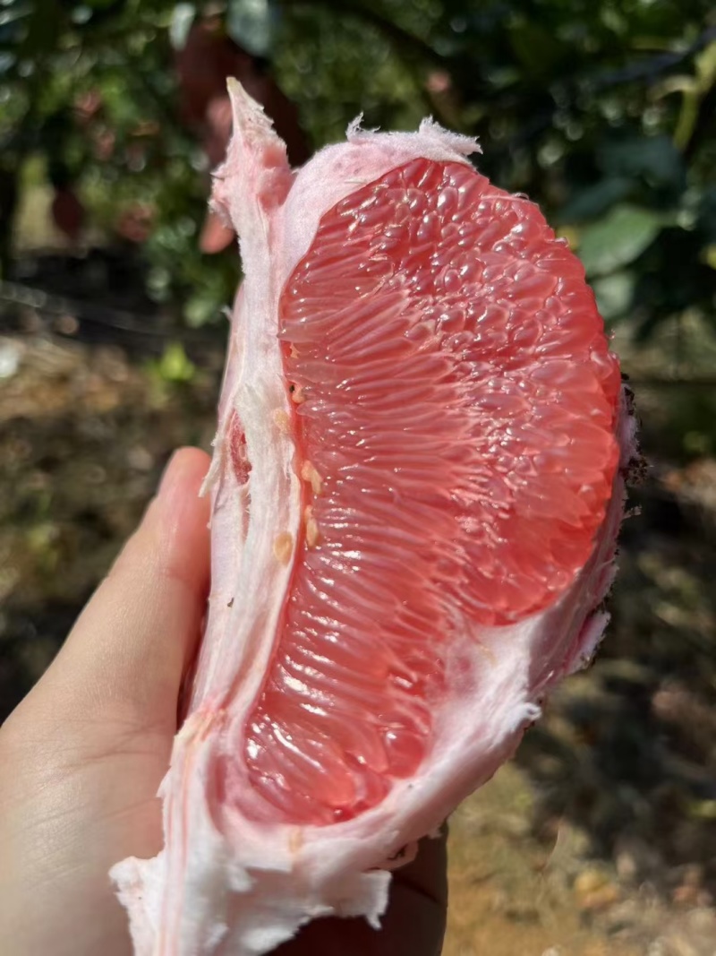 大量红心蜜柚供应，量大，市场果，电商果