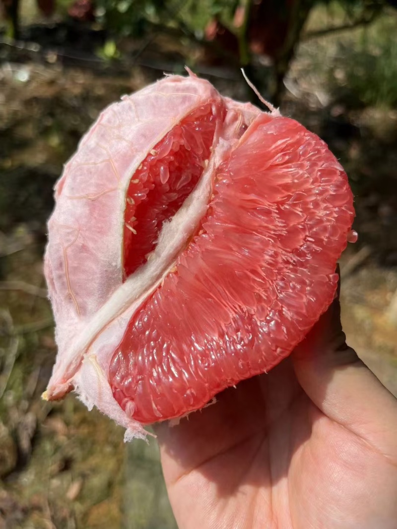 大量红心蜜柚供应，量大，市场果，电商果