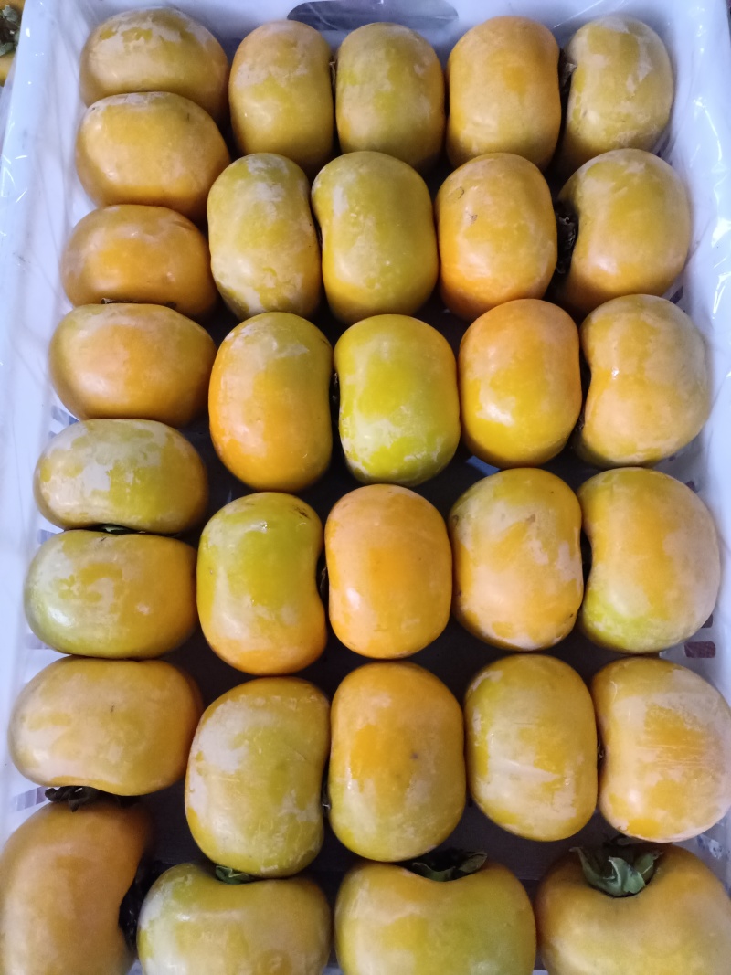 大量脆柿，大红柿，商品果，电商果