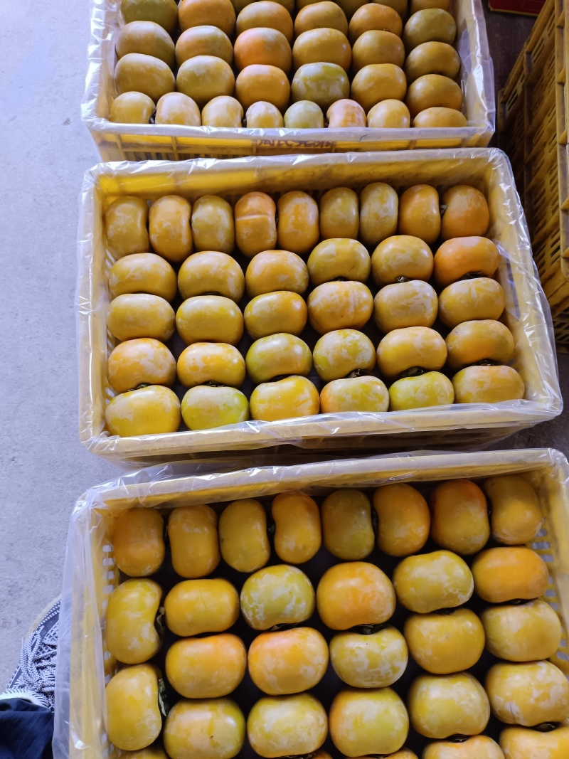 大量脆柿，大红柿，商品果，电商果