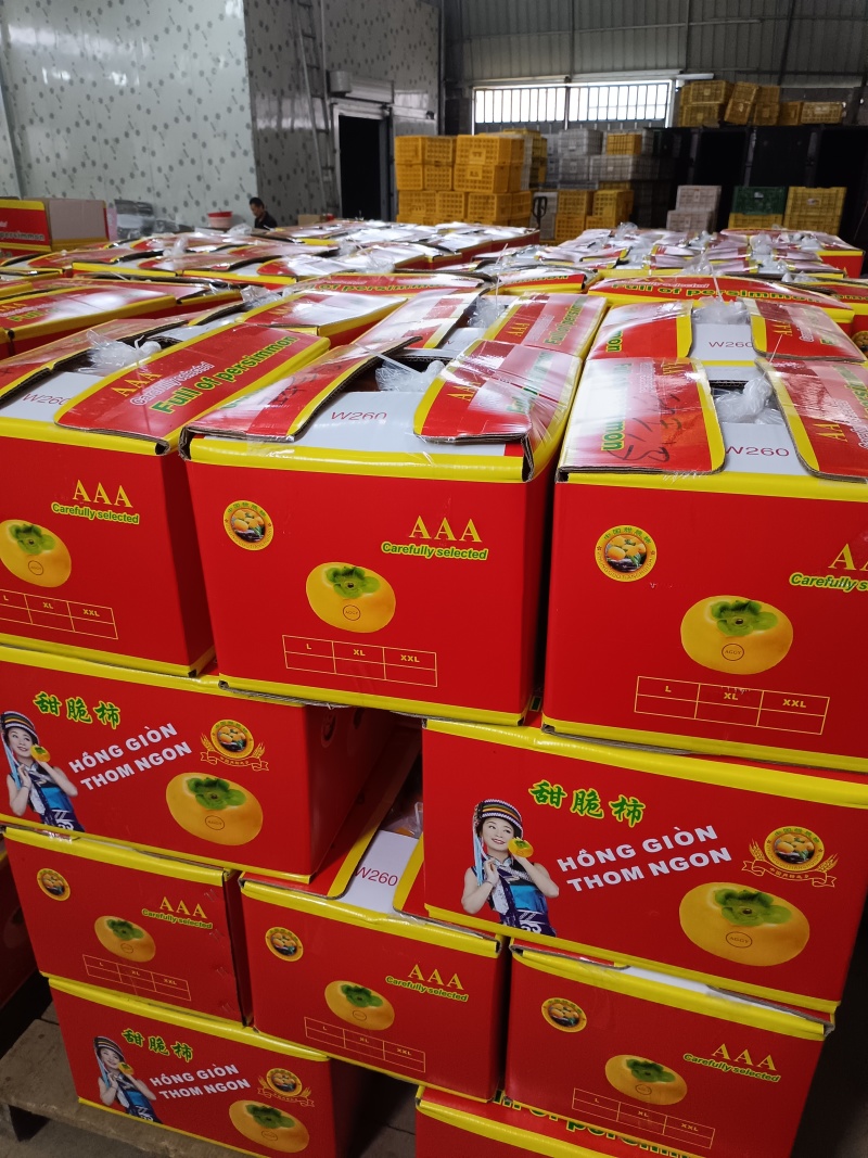 大量脆柿，大红柿，商品果，电商果