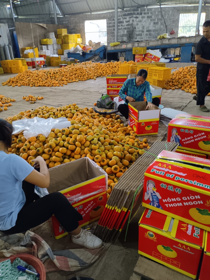 大量脆柿，大红柿，商品果，电商果