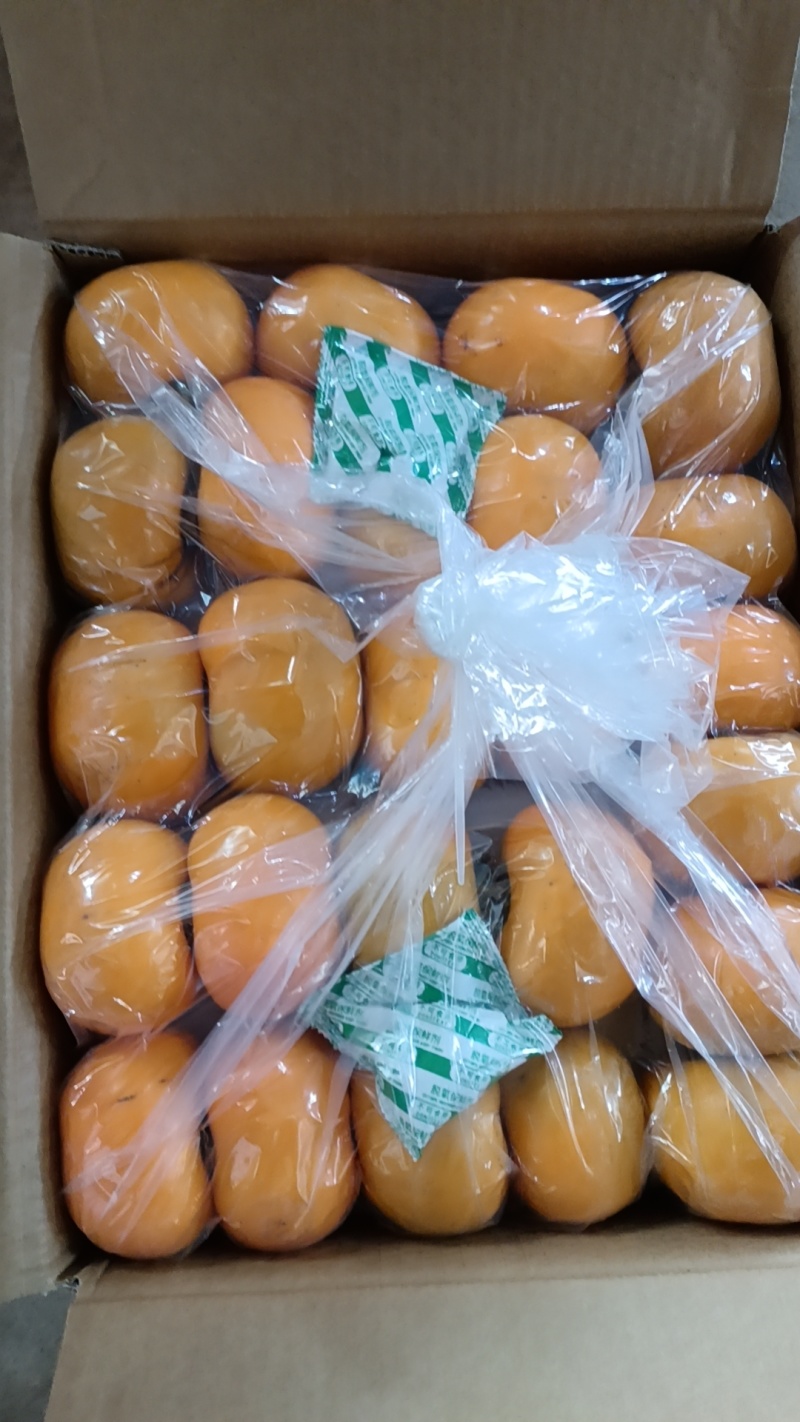 广西桂林恭城月柿开始上市，脆柿，大红柿，电商果