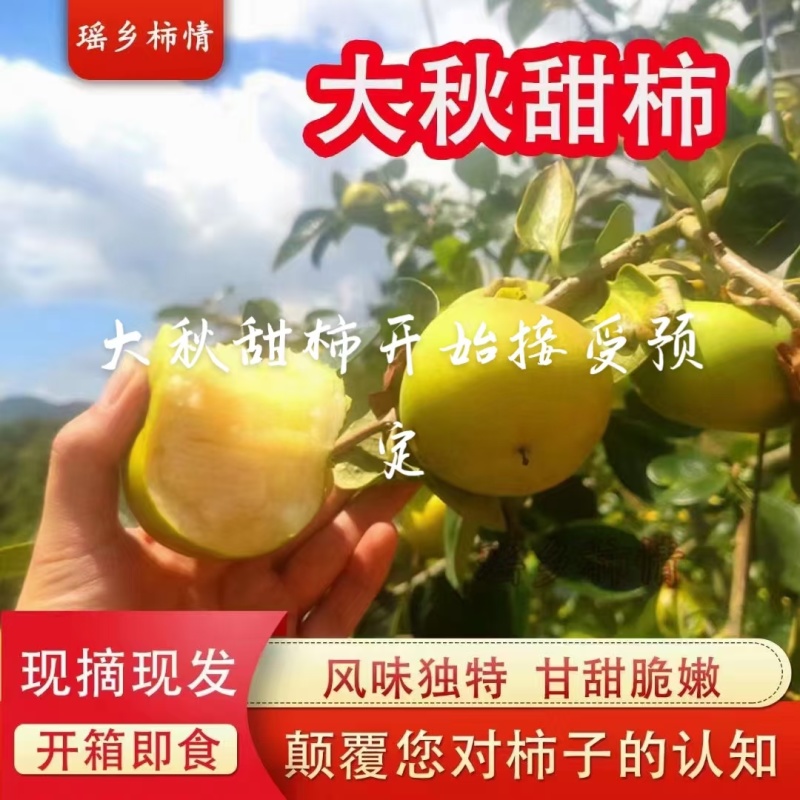 大秋甜脆柿开始上市，清脆可口，化渣，柿子**称号