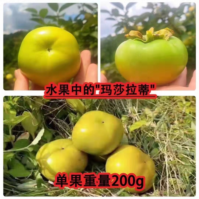 大秋甜脆柿开始上市，清脆可口，化渣，柿子**称号