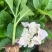 绣球八仙花