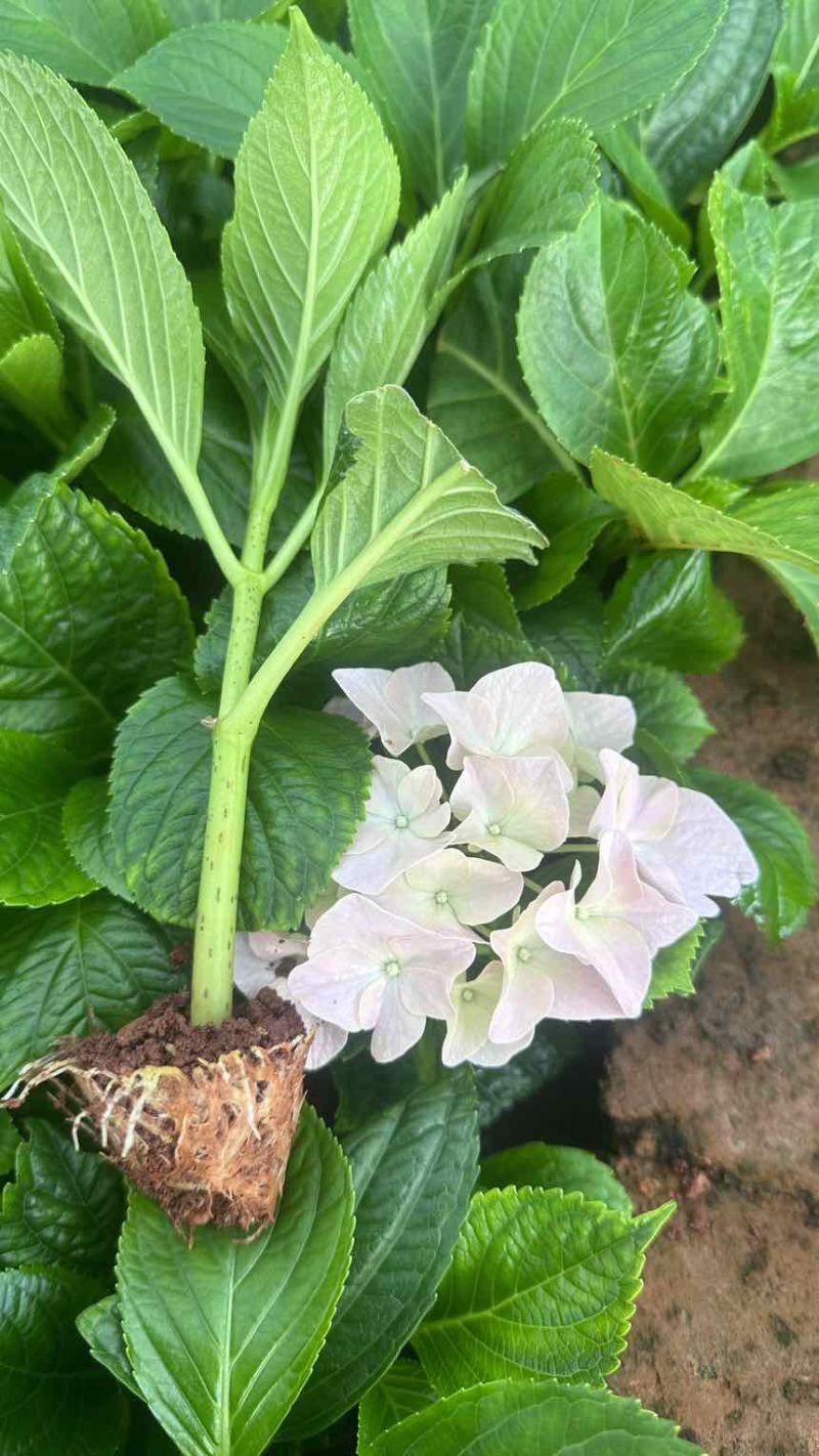 绣球八仙花