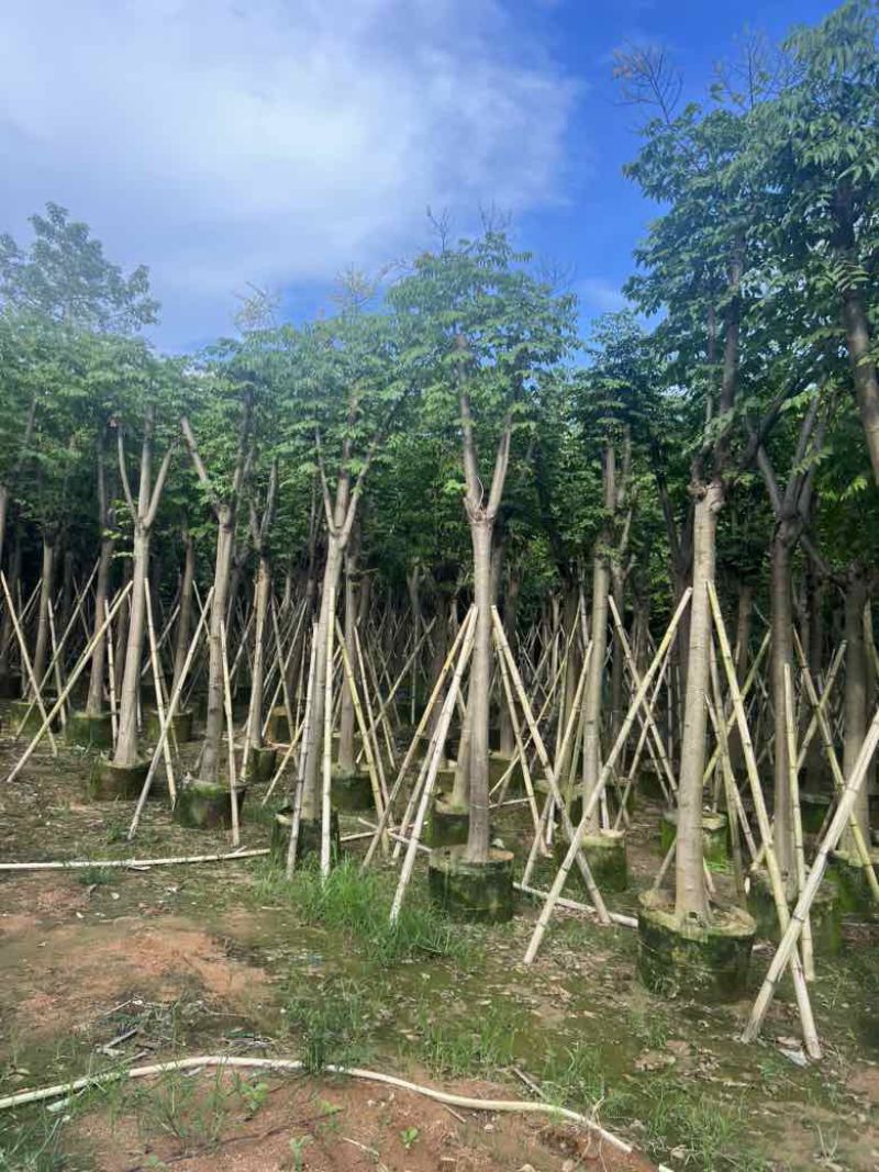 栾树（国庆花）骨架10-25分，低价出售