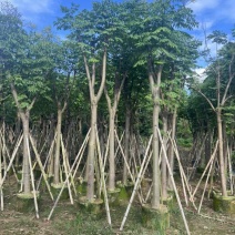 栾树（国庆花）骨架10-25分，低价出售