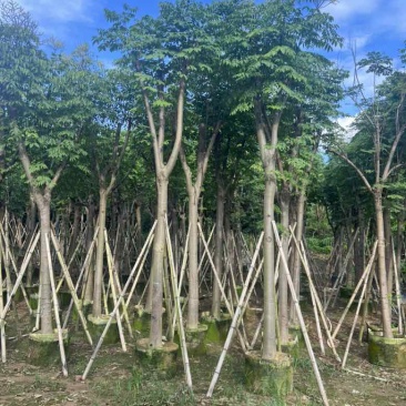 栾树（国庆花）骨架10-25分，低价出售