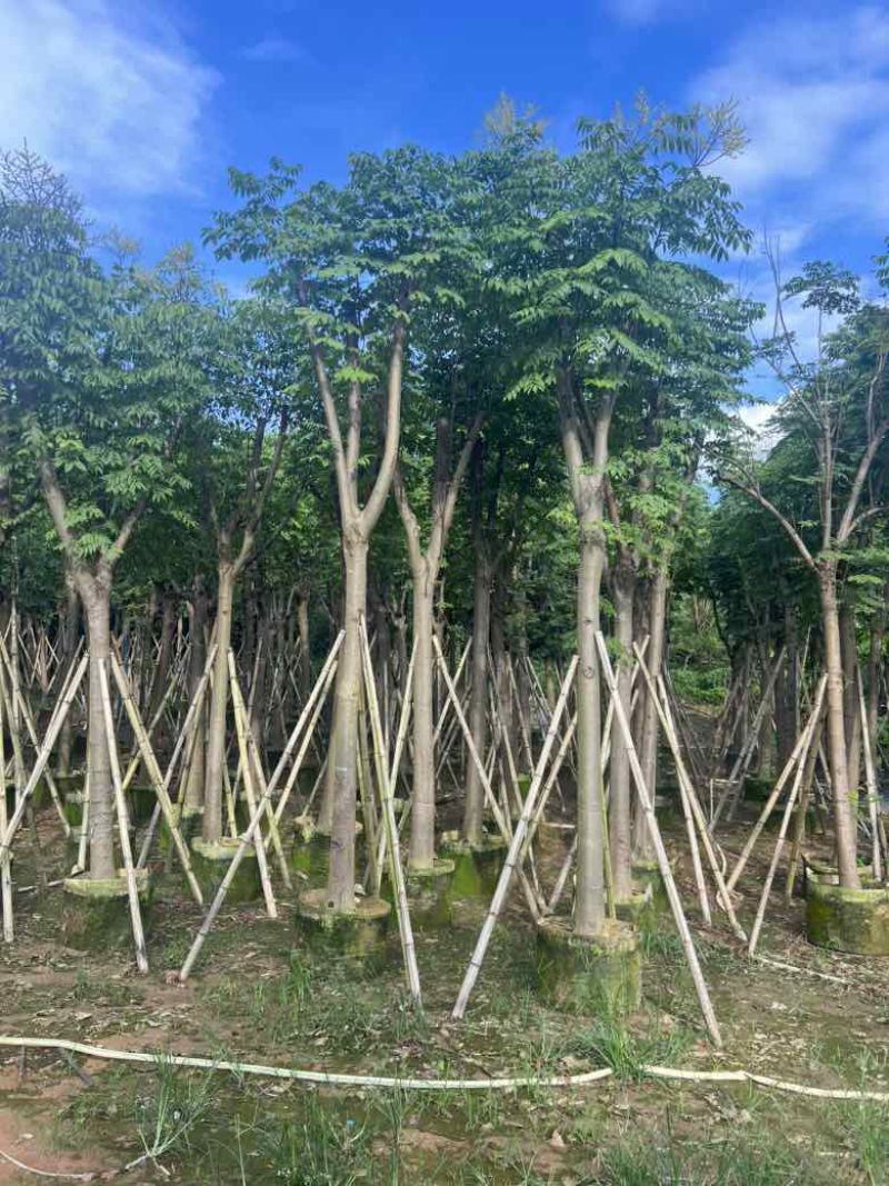 栾树（国庆花）骨架10-25分，低价出售