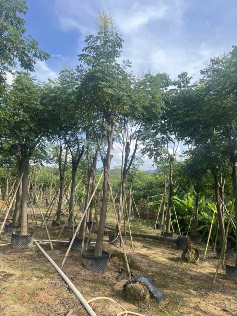 栾树（国庆花）骨架10-25分，低价出售