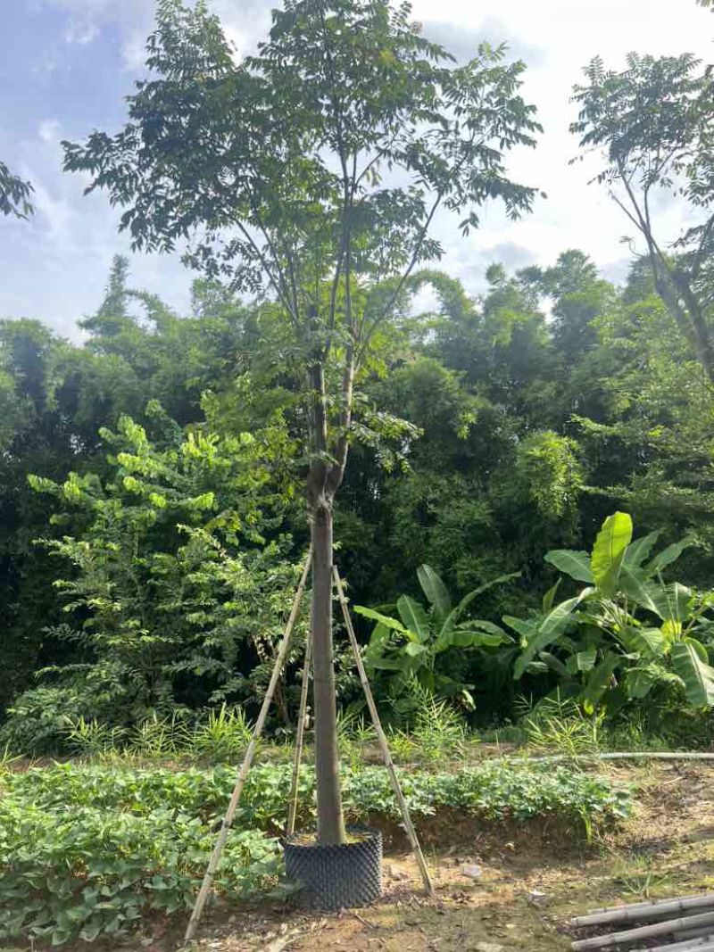 栾树（国庆花）骨架10-25分，低价出售
