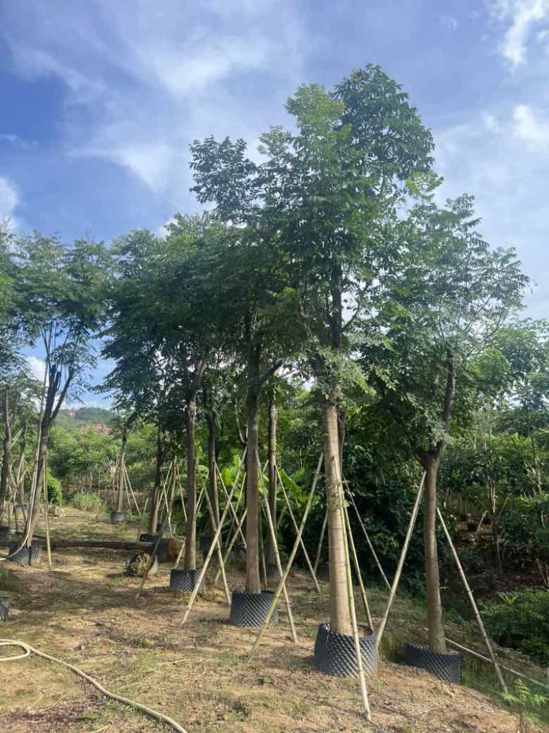 栾树（国庆花）骨架10-25分，低价出售