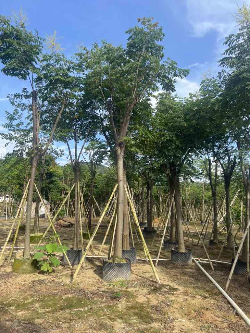栾树（国庆花）骨架10-25分，低价出售