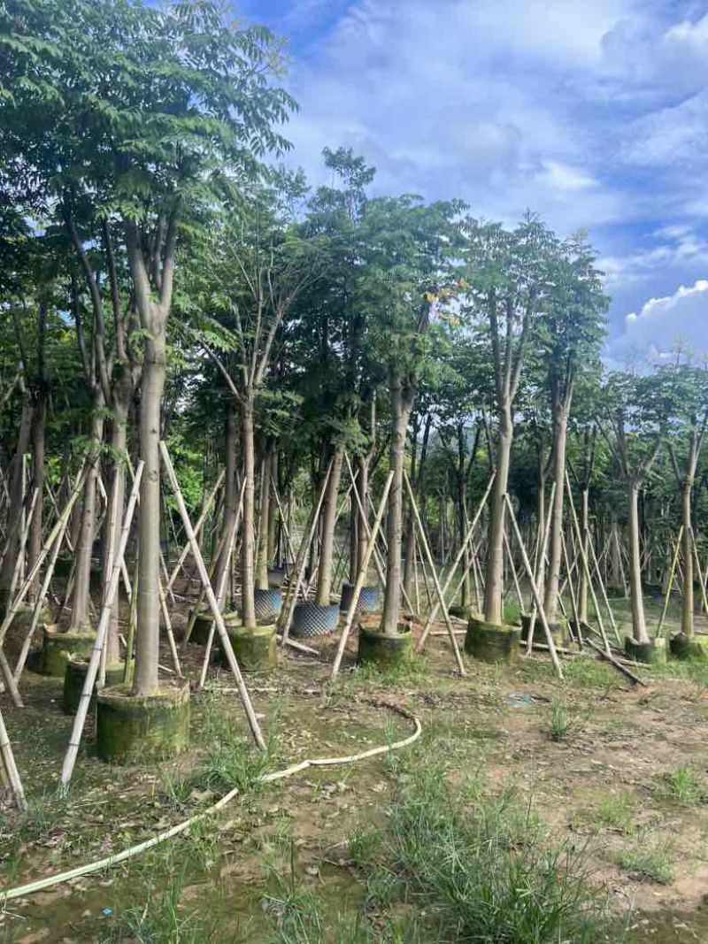 栾树（国庆花）骨架10-25分，低价出售