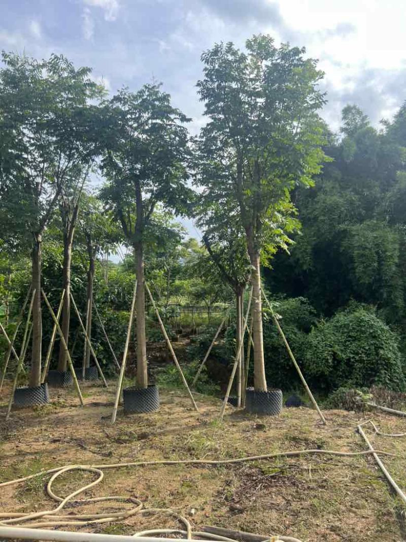 栾树（国庆花）骨架10-25分，低价出售