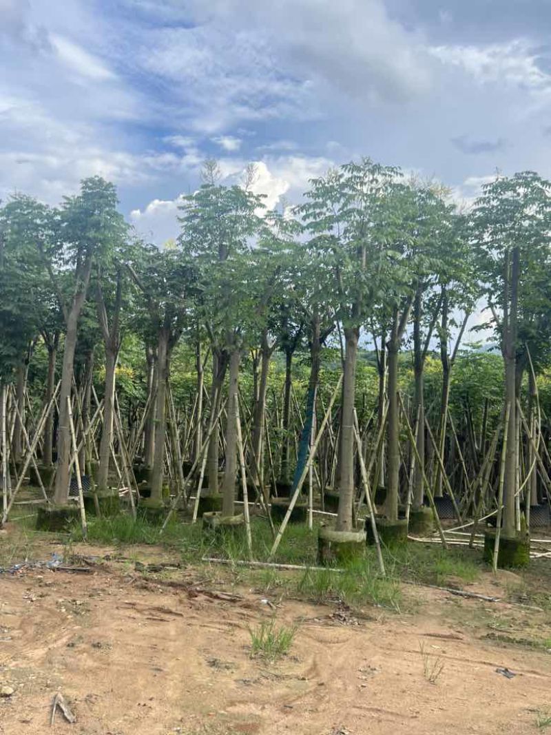 栾树（国庆花）骨架10-25分，低价出售