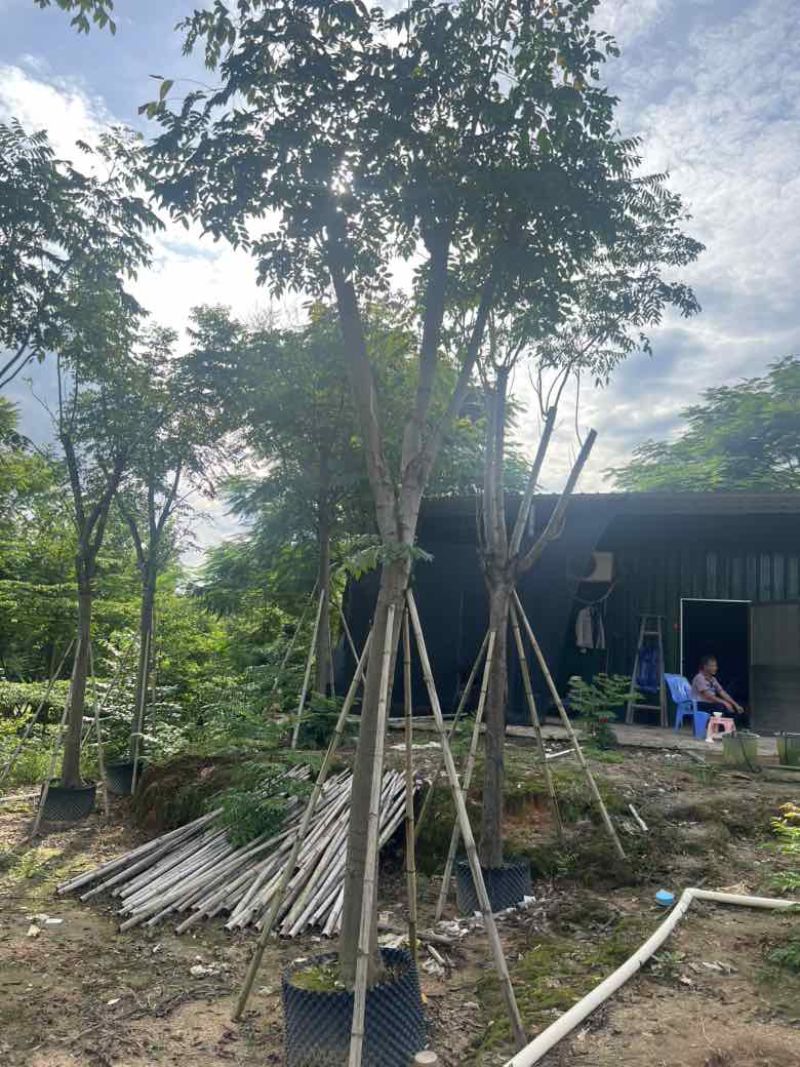 栾树（国庆花）骨架10-25分，低价出售