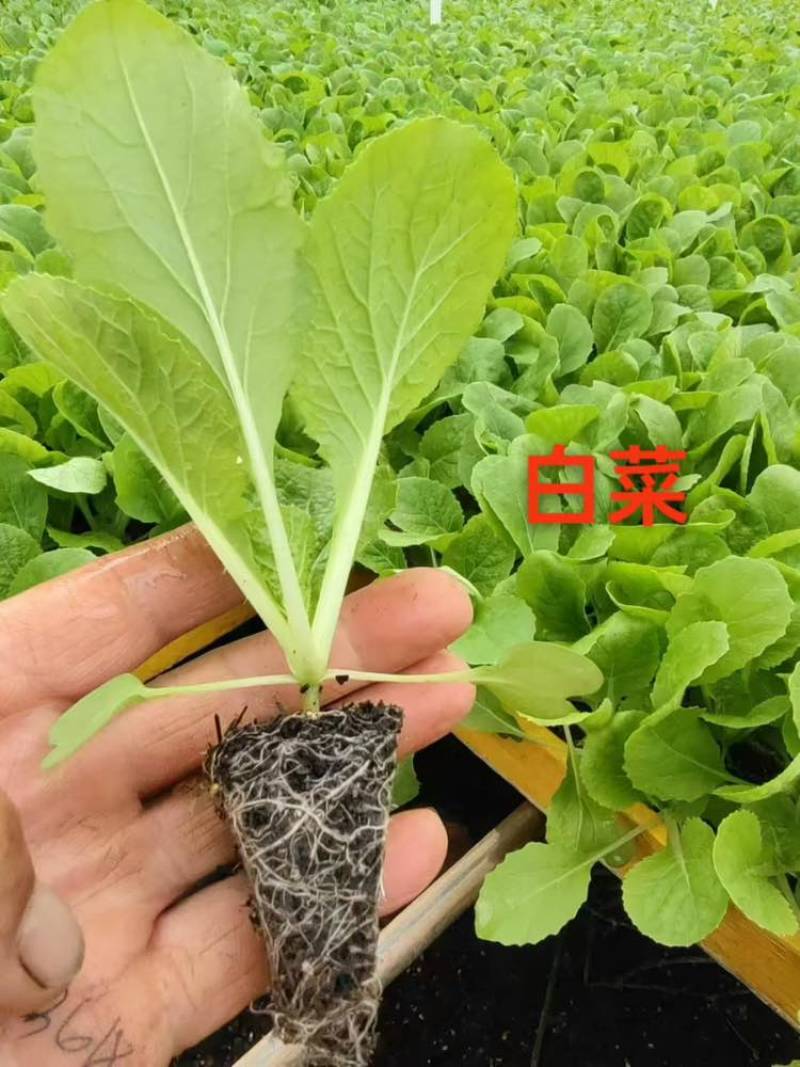 白菜苗基地供应量大质优价格优惠一手货源欢迎咨询采购