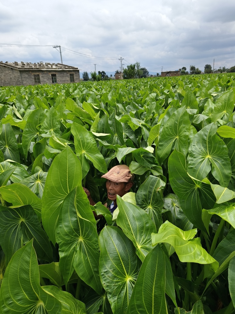 精品白茨菇