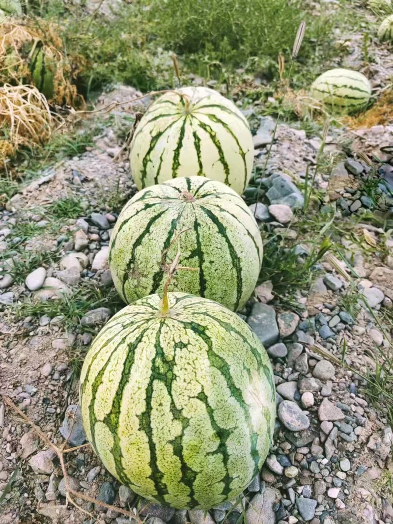 景泰砂田籽瓜