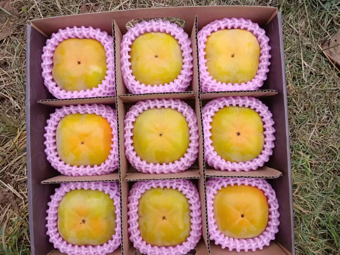 巧克力脆柿礼盒展示