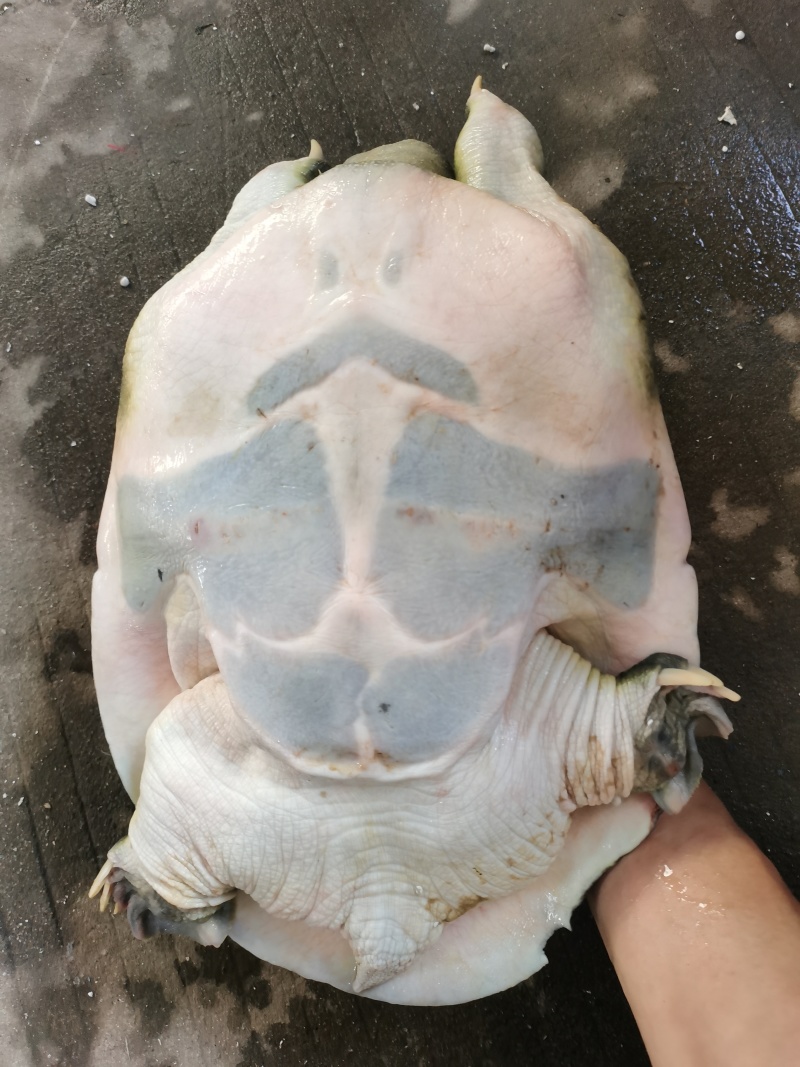 老甲鱼母
