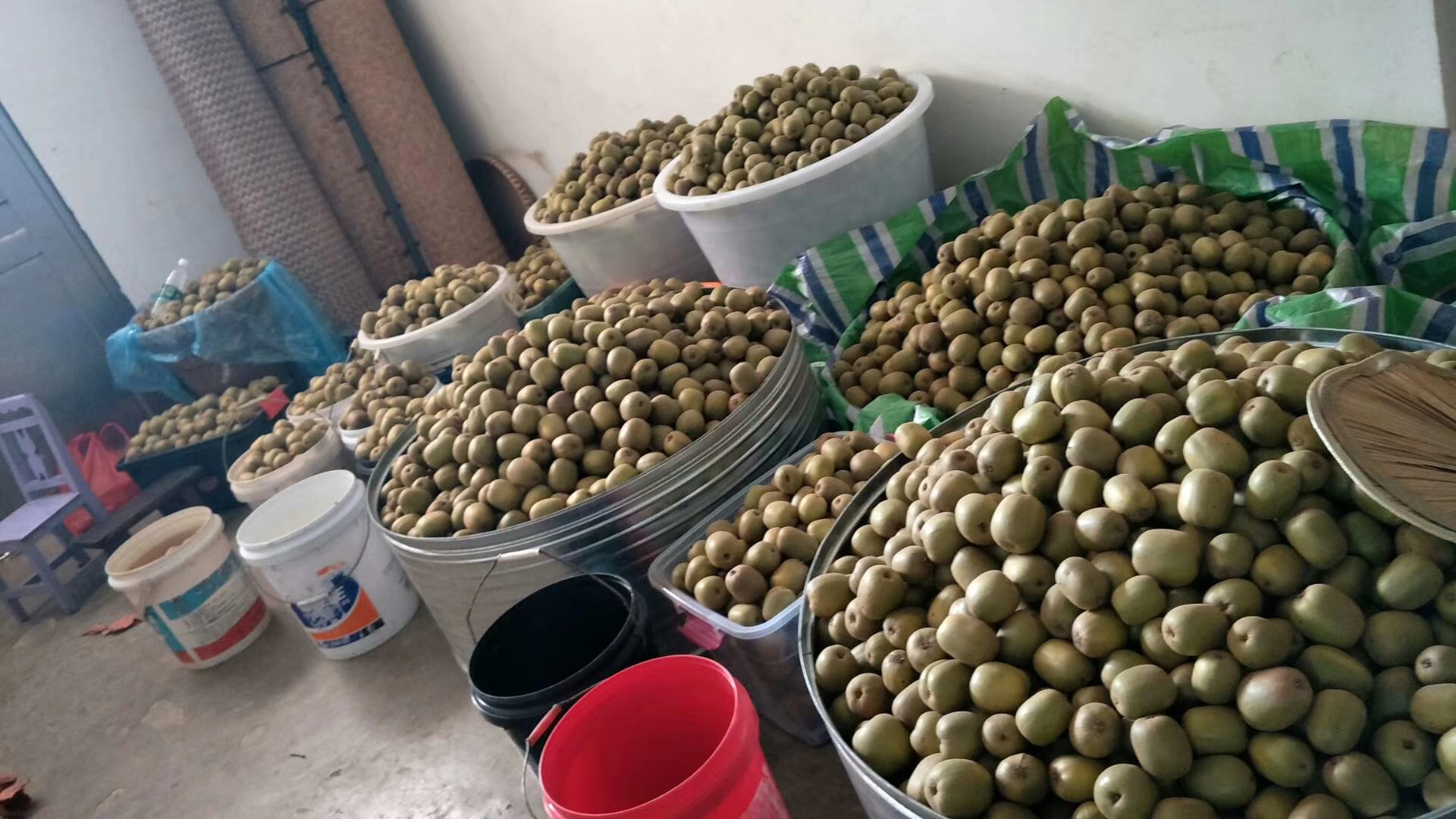 红心猕猴桃在超市货架上的展示图 红心猕猴桃在超市货架上的展示图