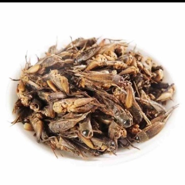 蟋蟀干货，蛐蛐干货，蟋蟀冻货，蛐蛐冻货长期大量上市。