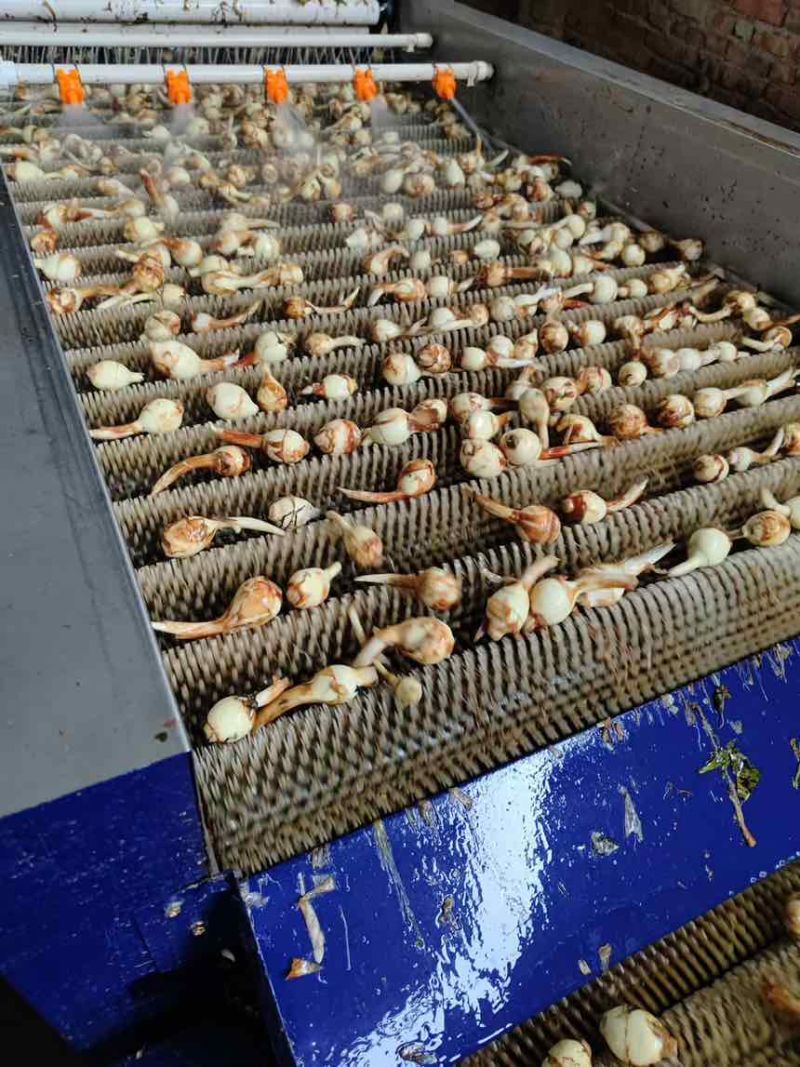 【推荐】云南慈姑产地直发自家种植可按需打包量大从优